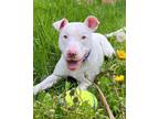 Adopt Casper a Bull Terrier