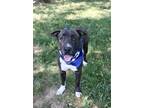 Adopt JOEY a Black Bull Terrier / Mixed dog in Murfreesboro, TN (38278348)