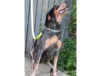 Adopt Cher a Gray/Blue/Silver/Salt & Pepper Bluetick Coonhound / Mixed dog in