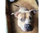 Adopt Ryder a American Staffordshire Terrier, Mixed Breed