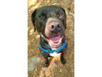 Adopt Moose a Labrador Retriever / Mixed dog in Concord, NH (38280730)