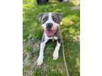 Adopt Bentley a Cane Corso / Mixed dog in Salisbury, MD (38100705)