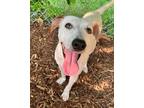 Adopt Ema a White - with Tan, Yellow or Fawn Hound (Unknown Type) / Mixed dog in