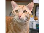 Adopt Andre 2 years a Orange or Red Domestic Shorthair / Mixed (short coat) cat