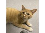 Adopt Fry a Domestic Shorthair / Mixed cat in Sheboygan, WI (38323590)