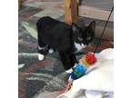 Adopt Murray a Black (Mostly) Domestic Shorthair / Mixed (short coat) cat in