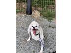 Adopt Blitz a White Mixed Breed (Medium) / Mixed dog in Burlington