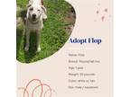 Adopt Flop a Mixed Breed (Medium) / Mixed dog in Naples, FL (38256242)