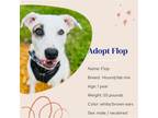 Adopt Flop a Mixed Breed (Medium) / Mixed dog in Naples, FL (38256242)