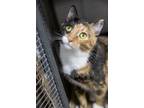 Adopt Clairebear a Calico or Dilute Calico Domestic Shorthair / Mixed (short