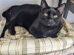 Adopt Kitty a All Black Domestic Shorthair / Mixed (short coat) cat in St.