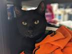 Adopt Midge a All Black Domestic Shorthair / Mixed (short coat) cat in St.