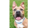 Adopt Tito a Tan/Yellow/Fawn Mixed Breed (Large) / Mixed dog in Blackwood