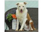 Adopt Sparky a Tan/Yellow/Fawn - with White Australian Shepherd / Mixed dog in