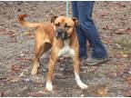 Adopt Asher a Boxer / Mixed dog in Marble, NC (33089510)