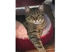 Adopt Feisty a Domestic Shorthair / Mixed cat in Calverton, NY (38302683)