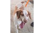 Adopt Ellie Mae a White - with Tan, Yellow or Fawn Beagle / Mixed dog in