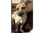 Adopt Isabel a Tan/Yellow/Fawn - with White Dachshund / Jack Russell Terrier /