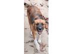 Adopt Rusty a Red/Golden/Orange/Chestnut - with White Australian Shepherd /