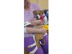 Adopt Sugar a White - with Tan, Yellow or Fawn Hound (Unknown Type) / Beagle /