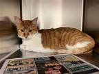 Adopt Skylar a Orange or Red (Mostly) Domestic Shorthair / Mixed (short coat)