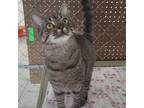 Adopt Freya (Petsmart Ithaca) a Gray or Blue Domestic Shorthair / Mixed cat in