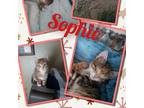 Adopt Sophie a Orange or Red Domestic Shorthair / Mixed cat in Idaho Falls