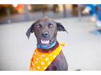 Adopt Vader a Brown/Chocolate - with Black Labrador Retriever / Terrier (Unknown