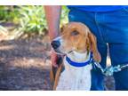Adopt Hank a Tricolor (Tan/Brown & Black & White) Treeing Walker Coonhound /
