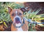 Adopt Henry a Brindle - with White Boxer / Mixed dog in Melrose, FL (38099477)