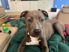 Adopt Atalanta - IN FOSTER a Gray/Blue/Silver/Salt & Pepper Mixed Breed (Large)