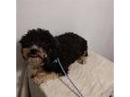 Adopt Rascal a Black - with White Bichon Frise / Shih Tzu / Mixed dog in