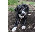 Adopt NOAH a Labrador Retriever / Mixed dog in Lebanon, CT (38276220)