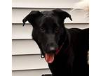 Adopt Mavis a Labrador Retriever / Mixed dog in Lebanon, CT (38276227)
