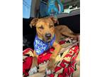 Adopt Rocky URGENT a Tan/Yellow/Fawn - with White Terrier (Unknown Type