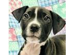 Adopt Bluey a Pit Bull Terrier / Mixed dog in Osage Beach, MO (38225314)