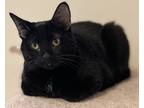 Adopt Binx a Domestic Shorthair / Mixed cat in Osage Beach, MO (38205796)