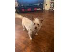 Adopt Katie a White - with Red, Golden, Orange or Chestnut Cairn Terrier /