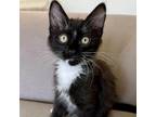 Adopt Nelson a Domestic Shorthair / Mixed cat in Pleasant Hill, CA (38146304)