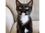 Adopt Jacinda a Domestic Shorthair / Mixed cat in Pleasant Hill, CA (38146305)