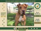Adopt Red a Mixed Breed (Medium) / Mixed dog in Melbourne, FL (38210176)