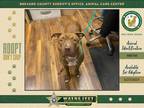 Adopt Tuscany a Mixed Breed (Medium) / Mixed dog in Melbourne, FL (38184557)