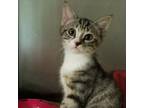 Adopt Poppy a Domestic Shorthair / Mixed cat in Hamilton, GA (38312186)