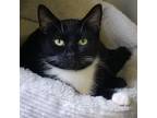 Adopt Joan Jett a Domestic Shorthair / Mixed cat in Hamilton, GA (38277729)