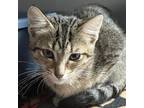 Adopt Wasabi a Domestic Shorthair / Mixed cat in Hamilton, GA (38115796)
