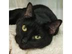 Adopt Dolly Parton a Domestic Shorthair / Mixed cat in Hamilton, GA (38277730)