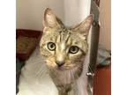 Adopt Kitcat a Domestic Shorthair / Mixed cat in Salisbury, MD (38100704)
