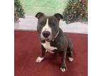 Adopt Bub a American Pit Bull Terrier / Mixed dog in Kingston, NY (38180938)