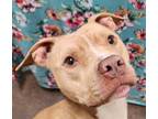 Adopt Ella a Pit Bull Terrier / Mixed dog in Lexington, KY (38200359)