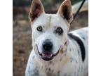 Adopt Harley a White - with Tan, Yellow or Fawn American Staffordshire Terrier /